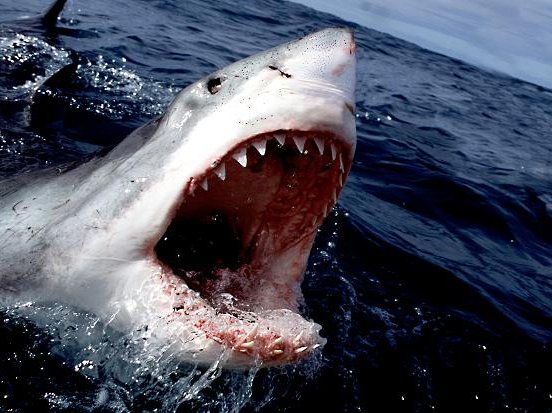shark_2.jpg