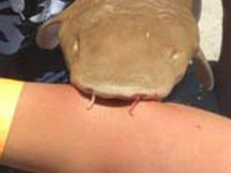 shark bite