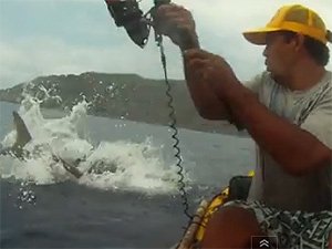 shark_for_AB.jpg