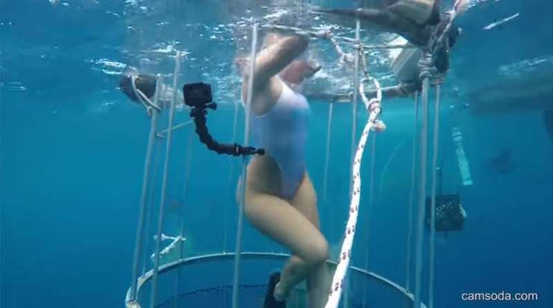 shark image cage model