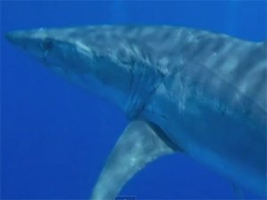 shark_youtube.jpg