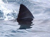 sharkfin1.jpeg