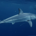 Meet the 3,6m "radioactive" Sharkzilla making a splash