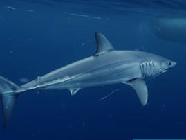 Meet the 3,6m "radioactive" Sharkzilla making a splash