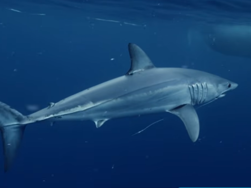 Meet the 3,6m "radioactive" Sharkzilla making a splash