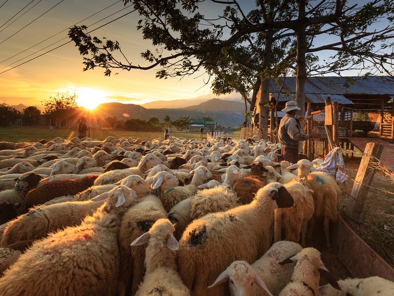 Sheep farmer Breakfast