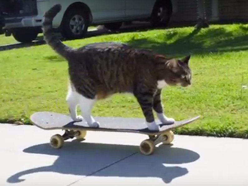 cat on skateboard