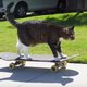 cat on skateboard