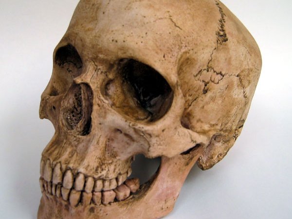 skull_2.jpg