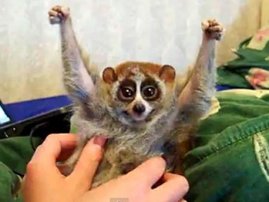 slow loris