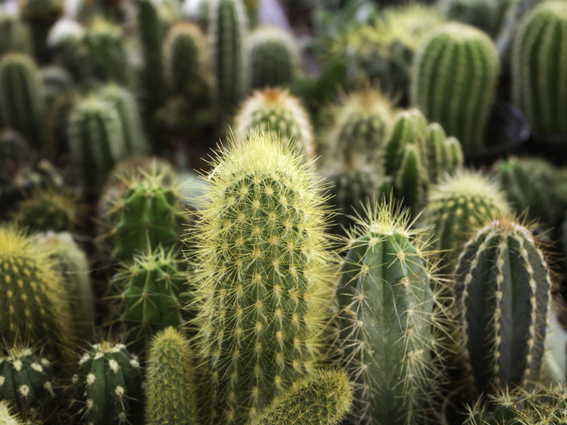 Small cactus plants