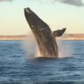 Freakycollo / YouTube smallboatbigwhale