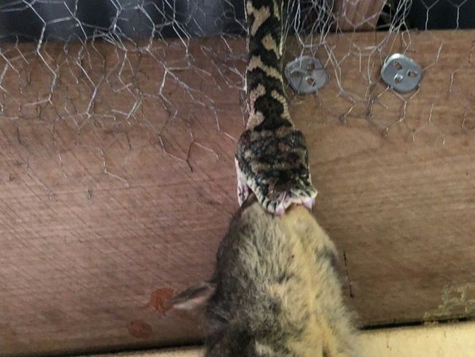 Python possum