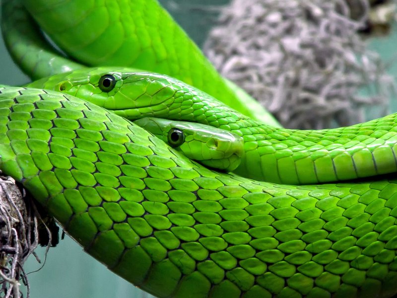 Green mamba