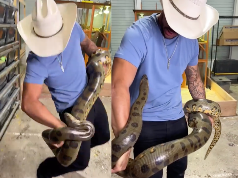 WATCH: Anaconda launches at snake handler's hand and goes viral