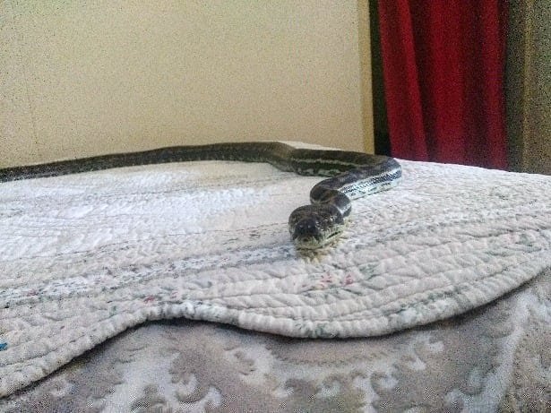 snake on bed