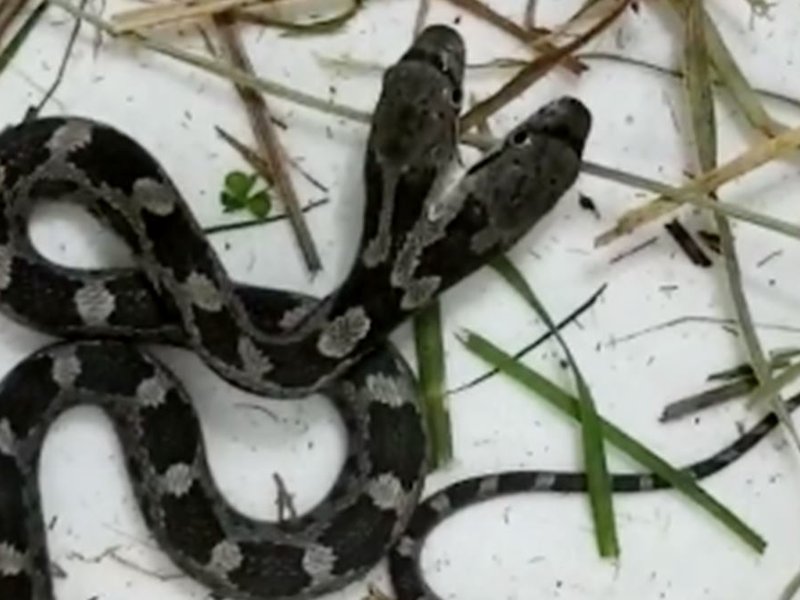 Snake with two heads