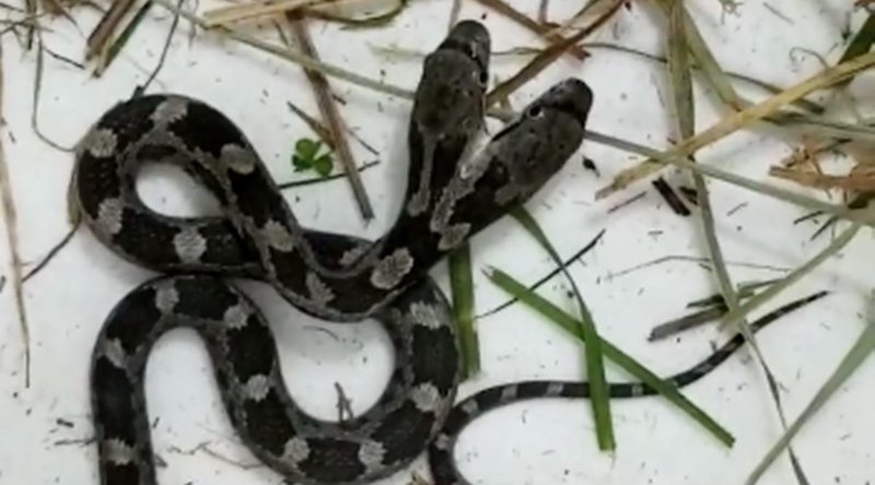 Snake with two heads