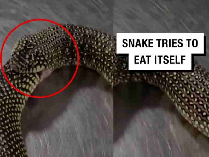 YOH! Snake so hungry it tries to eat itself