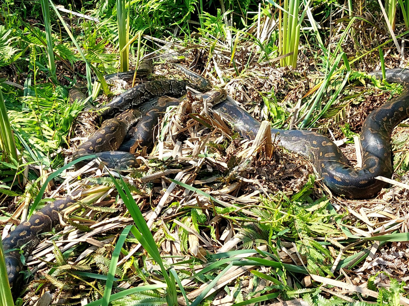 Snake season: Python caught mid-mating mood