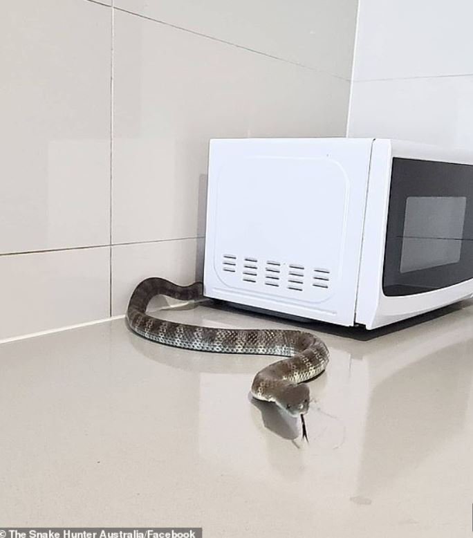 https://turntable.kagiso.io/images/snake_microwave_1.original.jpg