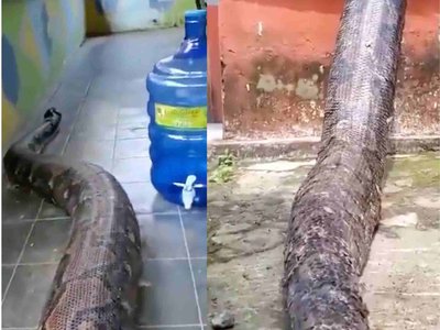 WATCH: This python is absolutely humongous!