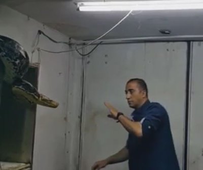 Man fights off huge python and wins