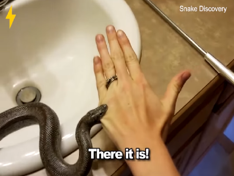 snake biting a hand
