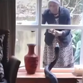 WATCH: Giant python gets comfortable in Mbombela house