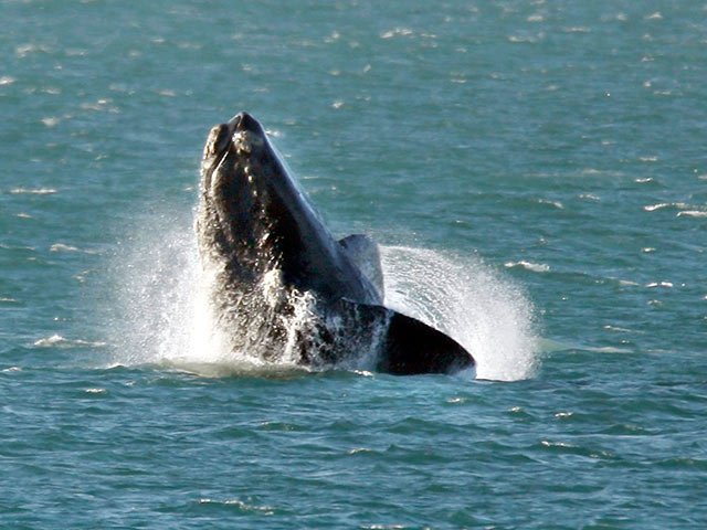 southern_right_whale.jpg
