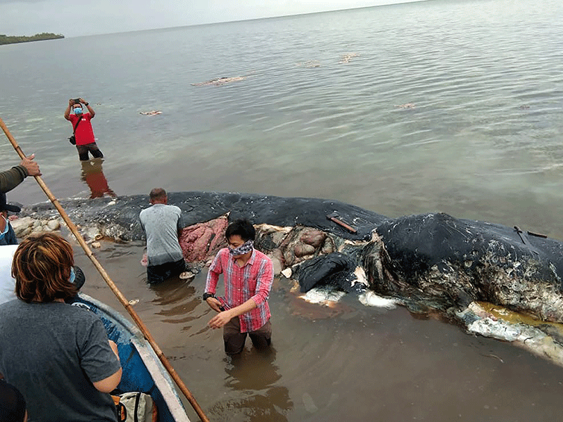 Sperm whale found with 6kgs of plastic