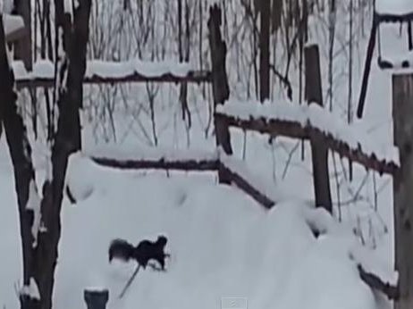squirrel.jpg