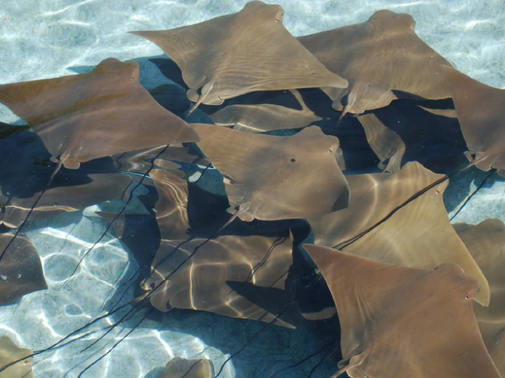 stingray