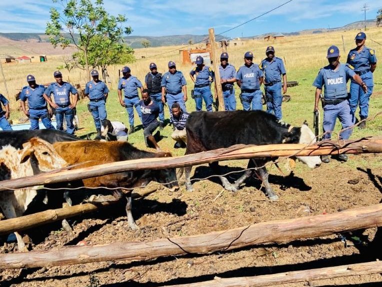 Cross-border operation leads to multiple livestock theft arrests