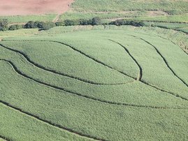 Sugarcane farm