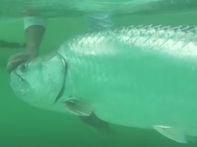 tarpon-fishing-edited_2.png