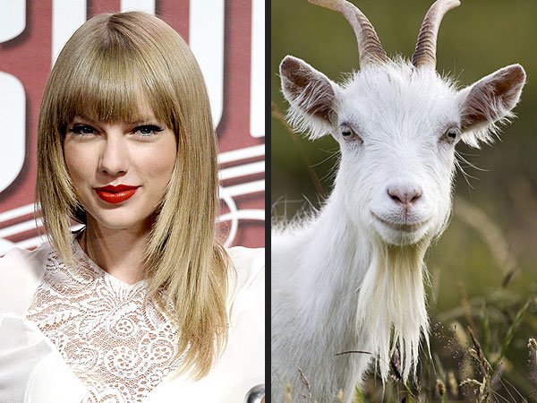 taylor goat.jpg