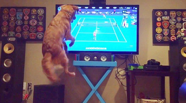 tennisfan.jpg