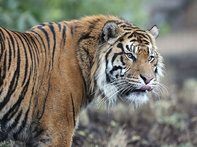 Tiger - Getty Images