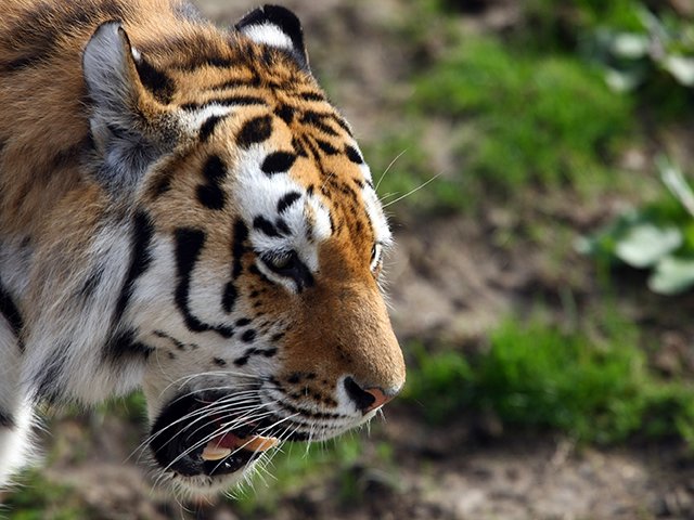 Tiger - Getty Images