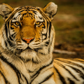Tiger edit