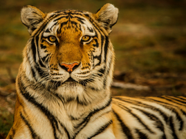 Tiger edit