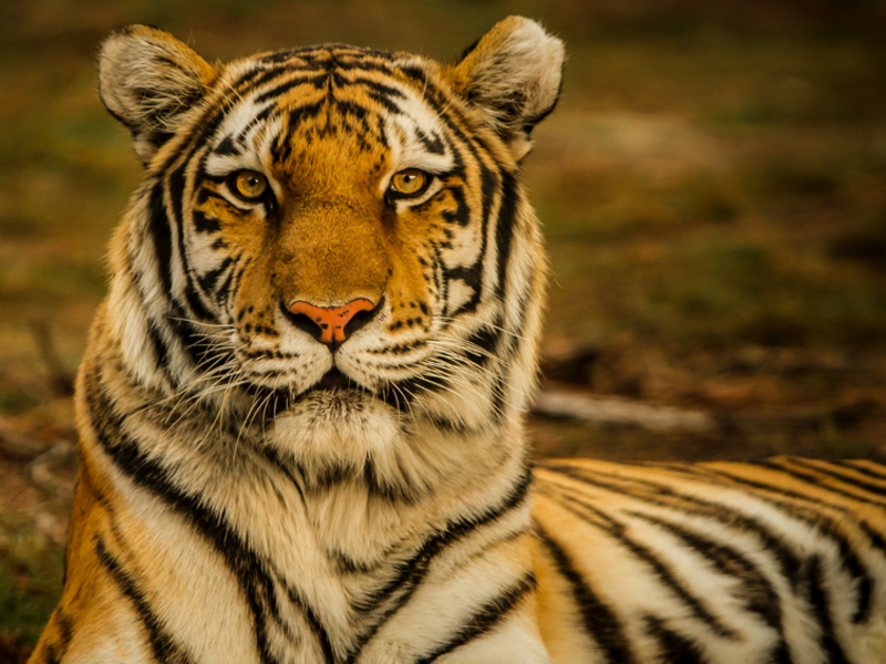 Tiger edit