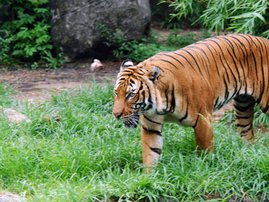 tiger_3.jpg