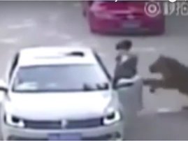 Tiger Attack at safari Park
