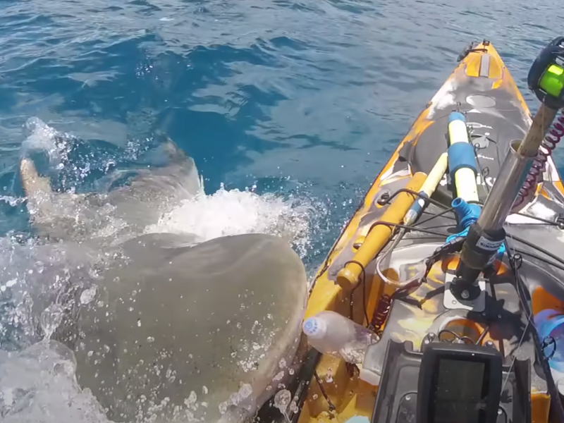 Terrifying moment tiger shark rams into man's kayak after 'mistaking it for prey'