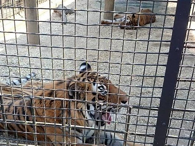 tigers-kzn-zoo-facebook