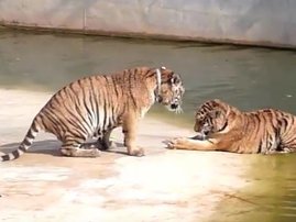 Tigers temple_video