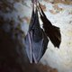 Studies suggest role of bats, snakes in outbreak of China virus