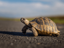 tiny tortoise crosses the road on a sunny day